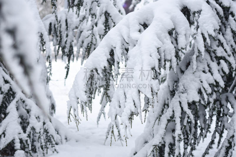 雪,松树,寒冷,清新,霜,公园,美国西部,杉树,植物,背景