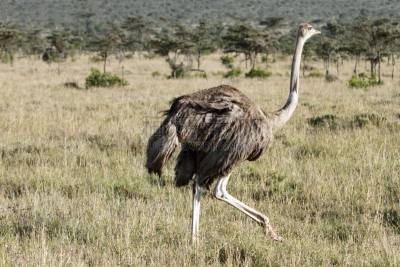 鸵鸟,科尼亚,女商人,雌性动物,自然美,masai ostrich,半装,水平画幅,生物,鸟类