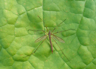 盲蛛,昆虫,lacewing,家蝇,自然,水平画幅,绿色,无人,翅膀,特写