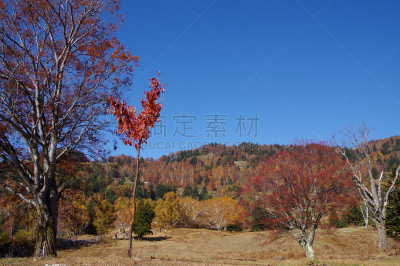 秋天,自然,高原,宁静,水平画幅,长野县,无人,户外,草地围场,山
