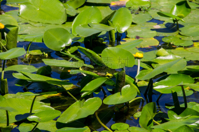 白兰地酒瓶睡莲,yellow water,水,美,水生植物,水平画幅,睡莲,夏天,户外,湖