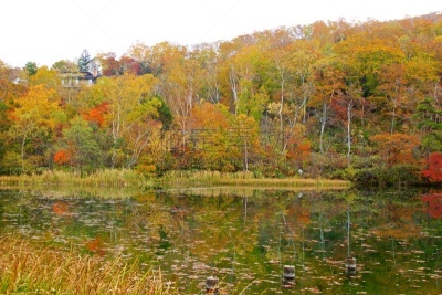 秋天,风景,滋贺县,叶子,长野县,色彩鲜艳,草津山,户外活动,植物,背景