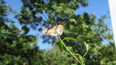 蝴蝶,水平画幅,无人,夏天,户外,草,田地,彩色图片,黑脉金斑蝶,昆虫