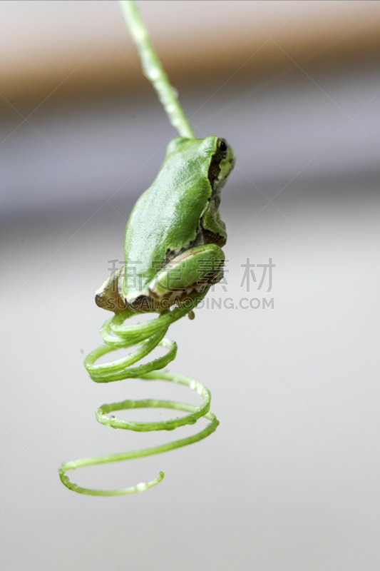 青蛙,蓝色,可爱的,窗帘,热带气候,野生动物,肖像,环境保护,好奇心,西红柿