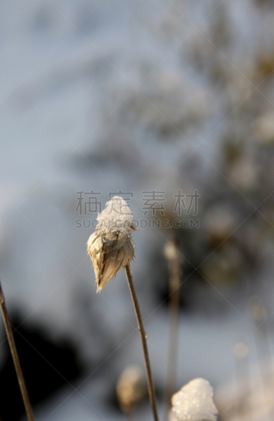 仿旧磨损的效果,雪,在下面,自然,垂直画幅,冬天,无人,种子,雪花,花