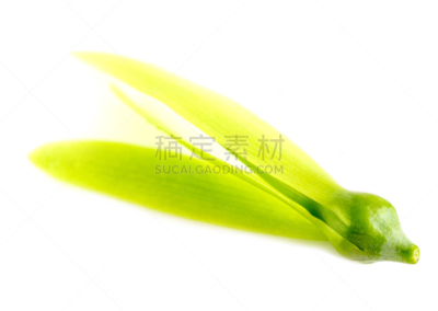 白色,小心轻放,种子,翅膀,幼小动物,室内地面,莫然诺,风,水平画幅,形状