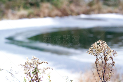池塘,冻结的,圣保罗市,明尼苏达,郊区,雪,树梢,湖,秃树,四季