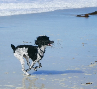 贵宾犬,海滩,白昼,训服,遛狗师,纯种犬,狗外套,宠物项圈,犬恶丝虫