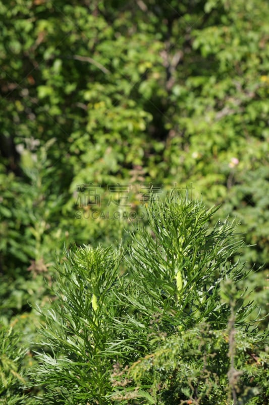 宝丽丝山脉,自然,垂直画幅,温带的花,无人,乌头,户外,乌头属植物,木兰纲,开花植物