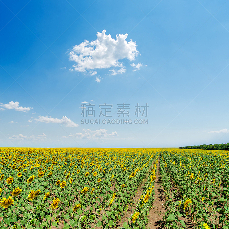 天空,田地,浅蓝色,向日葵,在下面,无人,夏天,户外,明亮,农作物