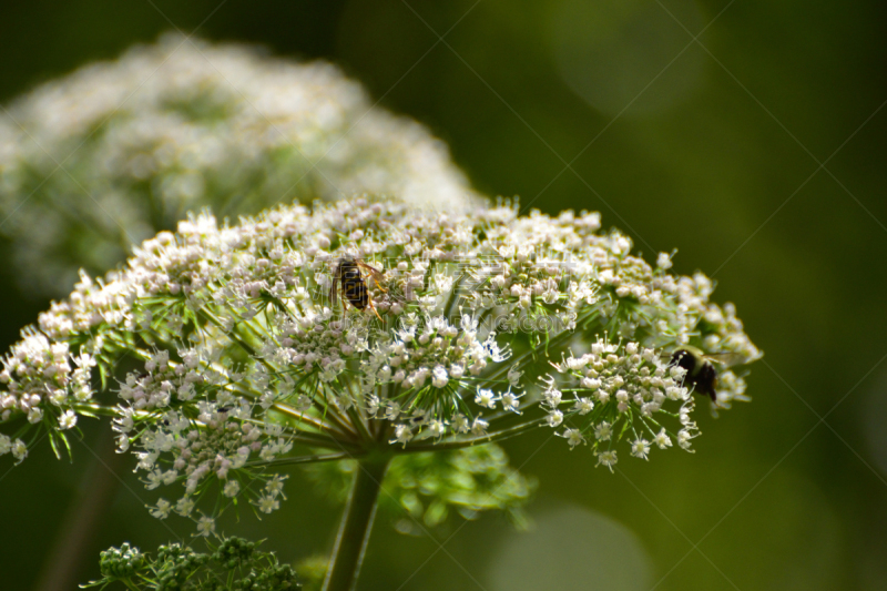 蜜蜂,黄蜂,抽象,特写,queen annes lace,社交聚会,野生动物,大黄蜂,加拿大,蜂王