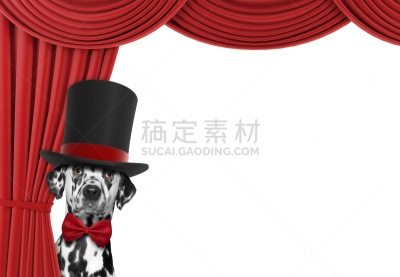 狗,可爱的,在之后,窗帘,大麦町,美,水平画幅,家庭生活,特写,疲劳的