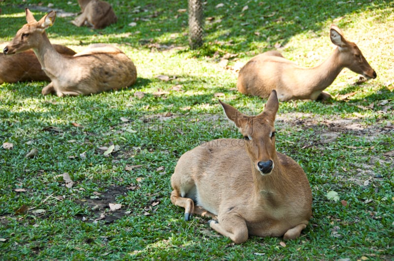 brow-antlered deer,缅甸猫,趾骨,雄鹿,公园,褐色,缅甸,水平画幅,动物身体部位,野外动物