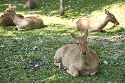 brow-antlered deer,缅甸猫,趾骨,雄鹿,公园,褐色,缅甸,水平画幅,动物身体部位,野外动物