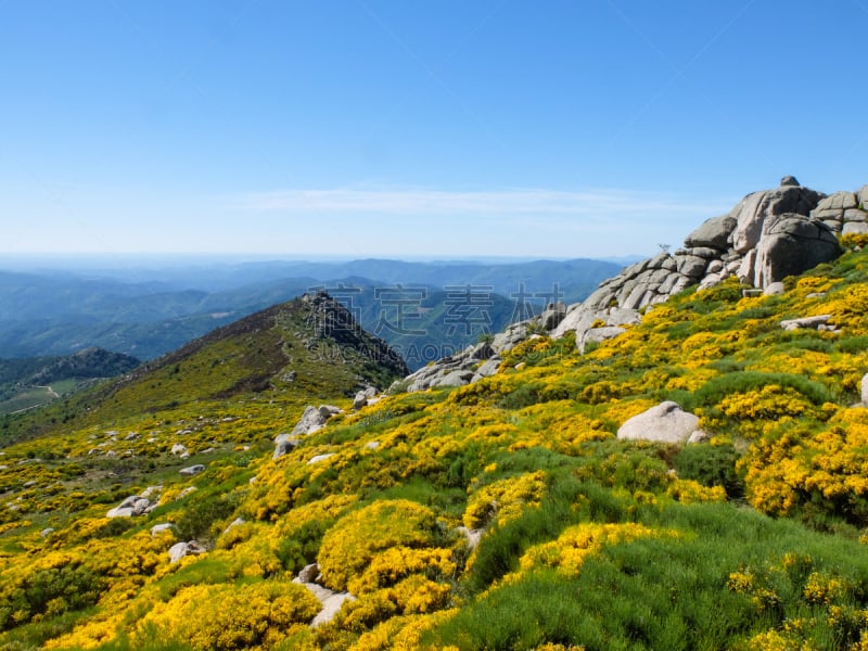 塞文山区,扫帚,岩石,山,法国,罗泽尔,旷野,黄色,自然,天空