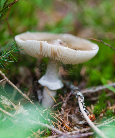 有毒生物体,蘑菇,特写,自然,垂直画幅,鸊鷉,小的,秋天,无人,苔藓