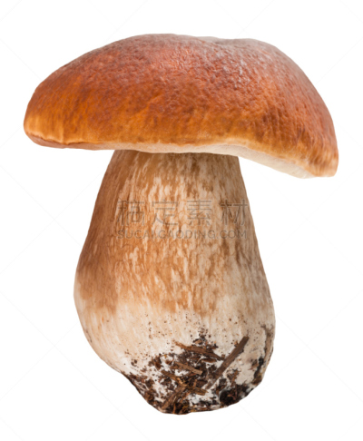 美味牛肝菌,porcini mushroom,垂直画幅,饮食,真菌,无人,蘑菇,食品,食用菌,健康食物