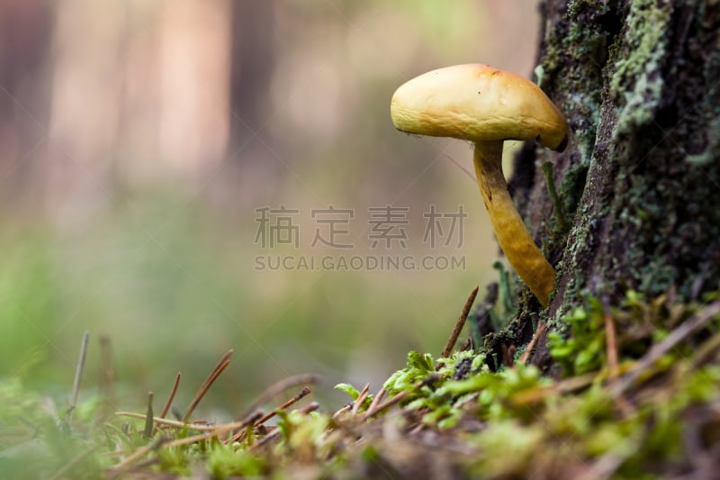 蘑菇,自然,水平画幅,绿色,秋天,无人,苔藓,特写,丝膜菌,树林