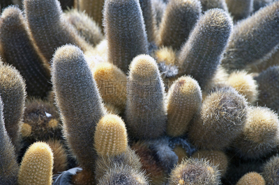 岩浆仙人掌,加拉帕戈斯群岛,厄瓜多尔,特写,式样,水平画幅,形状,地形,尖的,熔岩