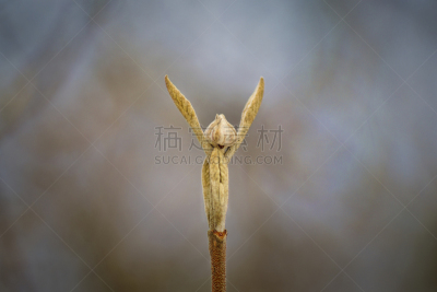 treepeople,自然的窗子,秋冬季系列,水平画幅,岩石,无人,俄罗斯,摄影