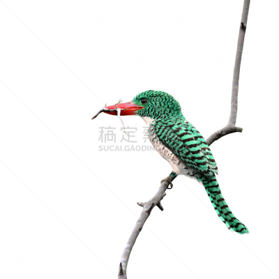鸟类,红色,绿色,蜥蜴,自然美,嘴唇,蓝知更鸟,翠鸟,父母,热带雨林