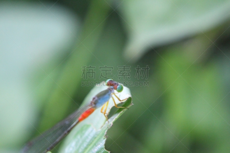 蜻蜓,夏天,日光,叶子,绿色,大特写,看风景,动物主题,摇滚乐,艺术家