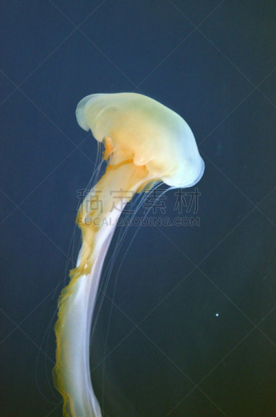 水母,动物群,垂直画幅,水,形状,水下,马来西亚,特写,彩色背景,水族馆
