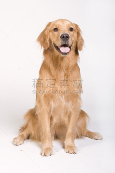 金毛寻回犬,狗,宠物,垂直画幅,幸福,人,机敏,动物,坐,微笑