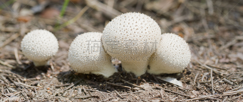 马勃菇,普通马勃,饮食,水平画幅,无人,全景,苔藓,有机食品,蘑菇,特写