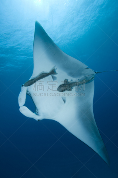 大鹞鱼,鲨鱼,垂直画幅,水,热带鱼,无人,蓝色,巨大的,水下,野外动物