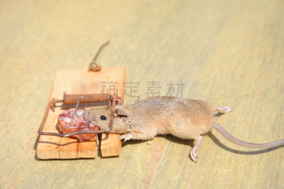 egyptian mau,捕鼠器,捕获的,香肠,水平画幅,可爱的,鼠,无人,奶酪,啮齿目