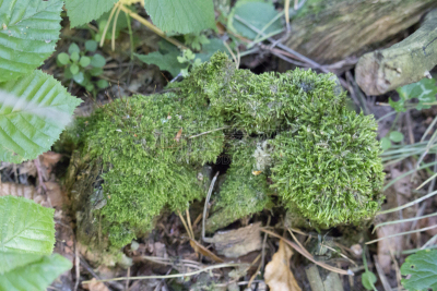 crimini mushroom,森林,格林贝,土拨鼠日,forest of dean,水平画幅,无人,南非,户外,摄影