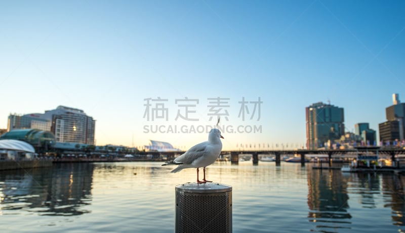 达伶港,悉尼,巴兰加鲁,海蛤,水平画幅,建筑,夜晚,海港,蓝色,城市天际线