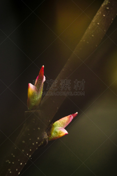 桂离宫,花蕾,叶子,日本,连香树属,垂直画幅,美,新的,无人,户外