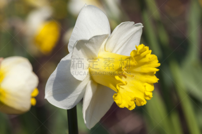 水仙花,钟岩,户外,季节,冬天,春天,黄色,白色,芳香的,自然美