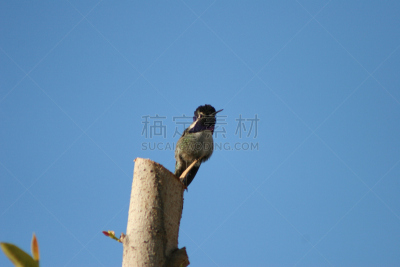 黑颏蜂鸟,电缆,自然,天空,野生动物,美国,水平画幅,无人,蓝色,鸟类