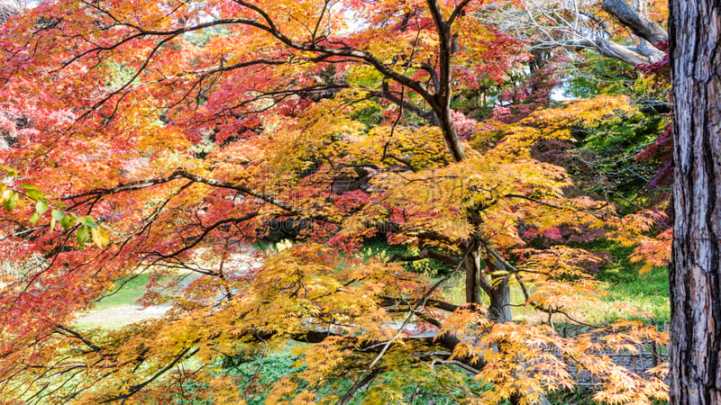 枫树,特写,弘前城堡,水平画幅,要塞,日本人,城镇,著名景点,远古的,弘前