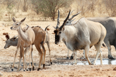 大羚羊,水洞湖,兽群,ongava game reserve,博茨瓦纳,斑马,洞,水平画幅,食草动物,喝