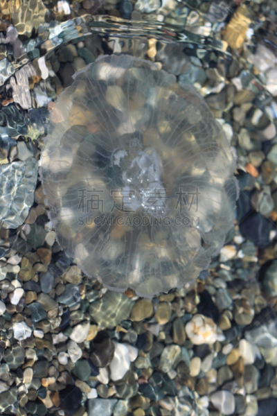 水母,垂直画幅,水,无人,户外,干净,特写,石头,海洋,透明