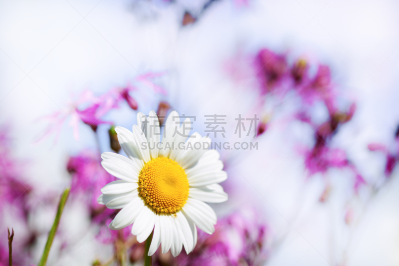 Chamomile among flowers
