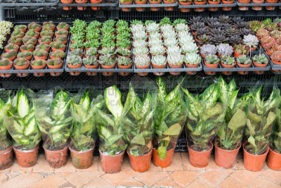 锅,植物群,旺角,九龙,花店,植物苗圃,零售店,水平画幅,绿色,无人