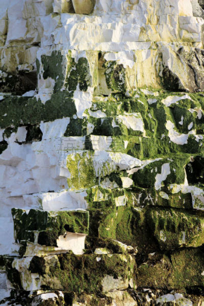white cliffs,植物学,红棕色马,特写,自然,垂直画幅,风化的,肯特,肯特岛,无人