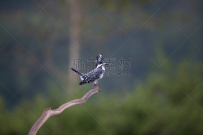 雄性动物,翠鸟,成年的,鸟冠,东南亚半岛,热带气候,泰国,黄昏,枝繁叶茂,鸟类