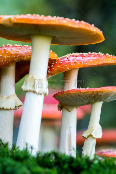 有毒生物体,蘑菇,森林,毒蝇菇,垂直画幅,公园,花园矮人雕像,夏天,户外,草