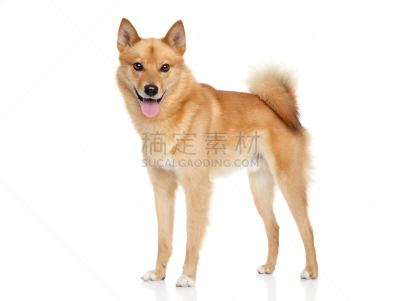 斯皮茨狗,芬兰国,褐色,幸福,纯种犬,水平画幅,芬兰波美拉尼亚丝毛狗,肖像,幼小动物,动物主题