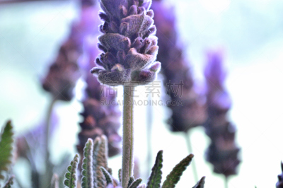 白色,熏衣草,花头,法国熏衣草,薰衣草色,亮色调,水平画幅,无人,乡村风格,特写