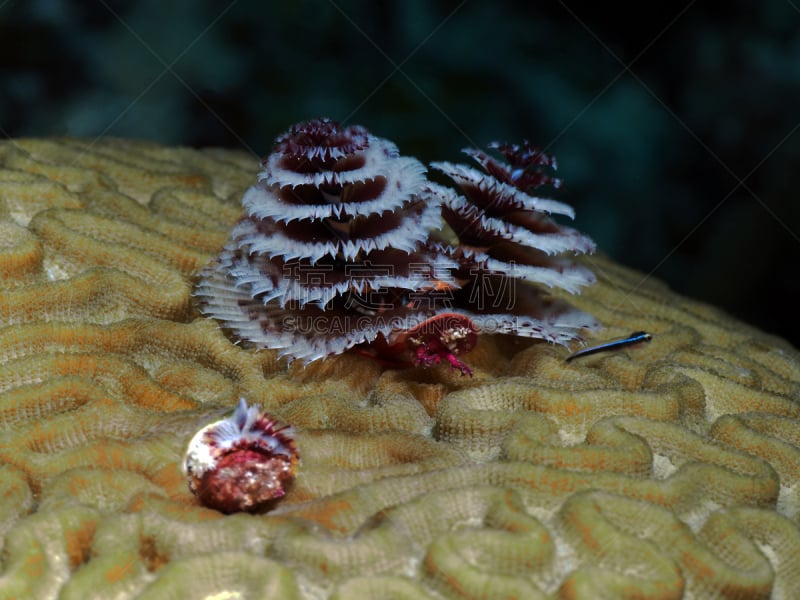 虾虎鱼,spiral gilled tubeworm,热带鱼,水平画幅,无人,船蛀,海洋生命,伯利兹,海洋,毛足虫