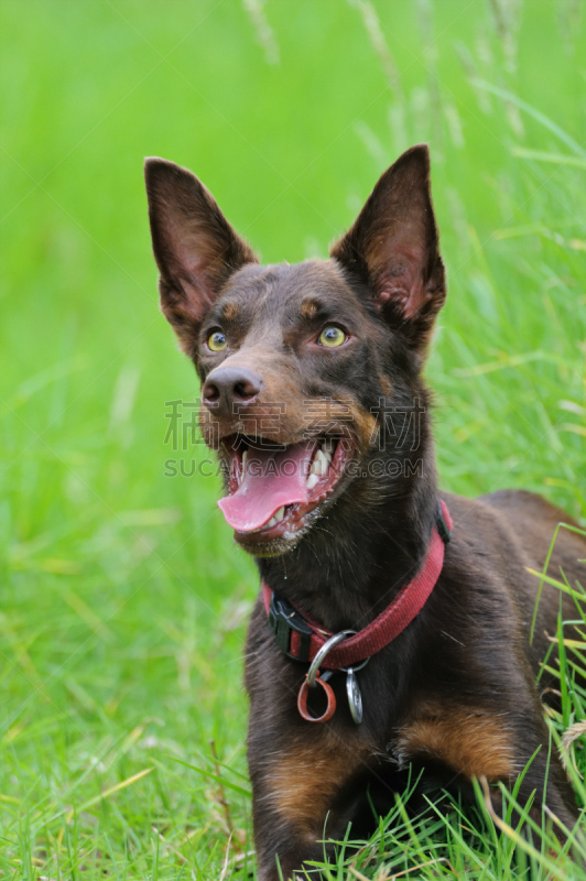 肖像,austalian kelpie,澳大利亚卡尔比犬,澳大利亚文明,垂直画幅,美,机敏,动物,草,狗