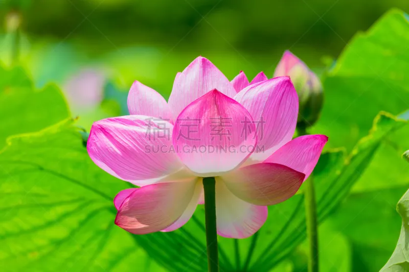 荷花 紫云英 莲池 花皇冠 横滨 禅 叶脉 七月 神奈川县 水图片素材下载 稿定素材