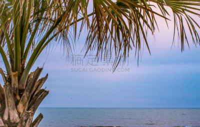 南卡罗来那,大西洋,美洲蒲葵,背景,平衡折角灯,手指框,旅途,热,一个物体,边框